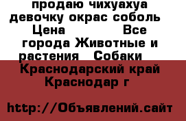 продаю чихуахуа девочку,окрас соболь › Цена ­ 25 000 - Все города Животные и растения » Собаки   . Краснодарский край,Краснодар г.